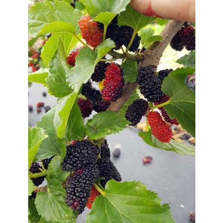 https://www.royalberry.com.tw/upload/20180724174317xl9oh1.jpg